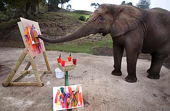 funny animals, funny animal pics, animal pics, painting, elephant
