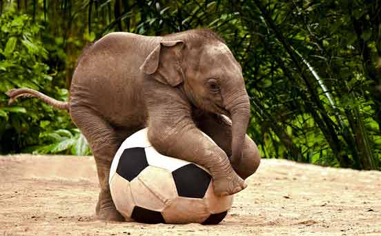 Baby Pele-phant