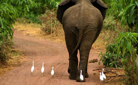 Elephant and birds
