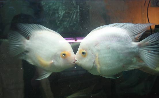 Kissing fish