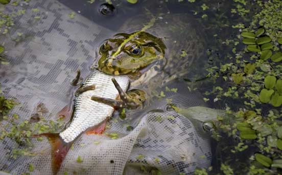 Frog, funny animal pic