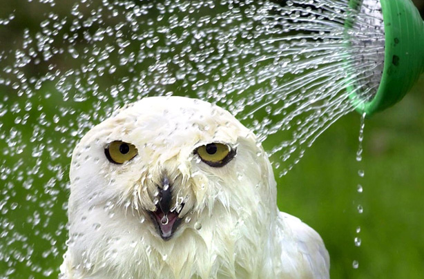 Funny animals