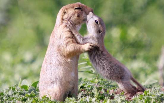 Give us a kiss!