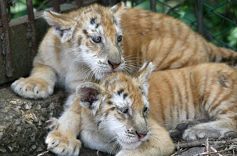 Golden tigers