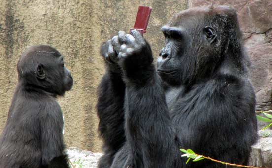 Gorilla