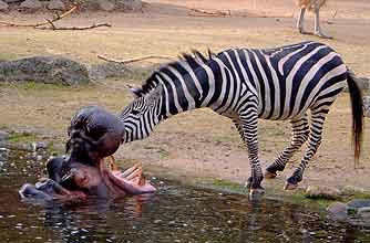 funny animals, funny animal pics, animal pics, zebra, hippo,