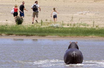 Hippo, funny animal picture, animal, animal pic, funny,