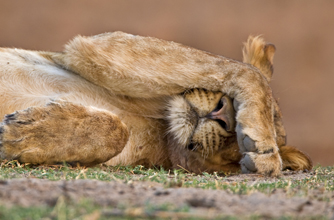 African lion