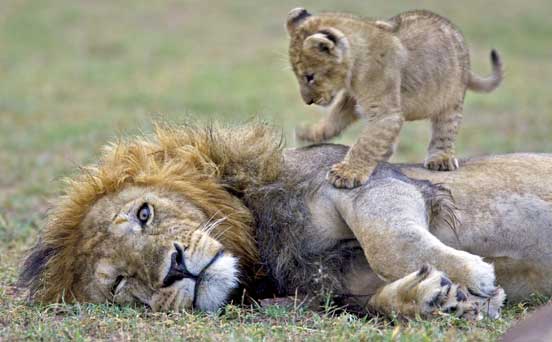 Lion and cub, funny animal pic