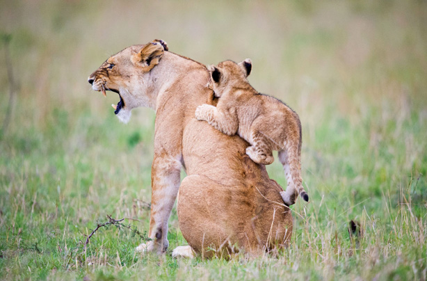 Lion in love bite roar