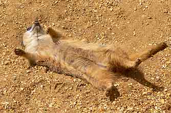 funny animals, funny animal pics, animal pics, meercat, relax, lie down