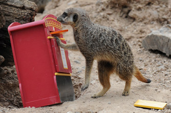 Meerkat, funnny animal picture