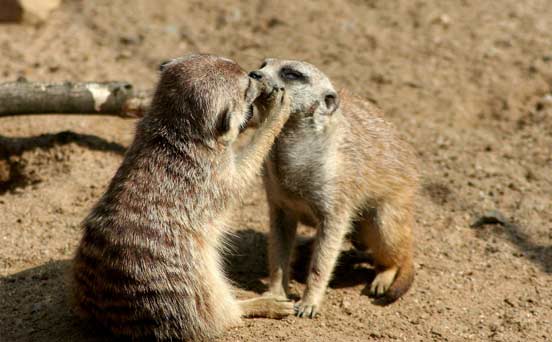 Meerkat
