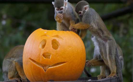 Monkeys with Halloween pumpkin
