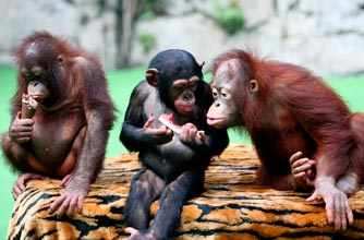 Monkeys
