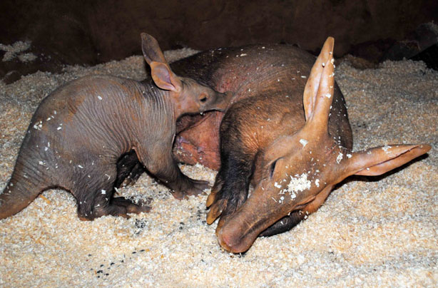 Mum and baby aardvark