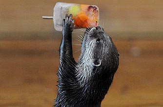 funny animals, funny animal pics, animal pics, otter, ice lolly