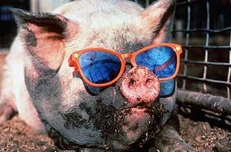 funny animals, funny animal pics, animal pics, pig, sunglasses