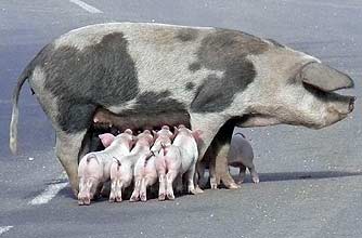 funny animals, funny animal pics, animal pics, pig, piglets,