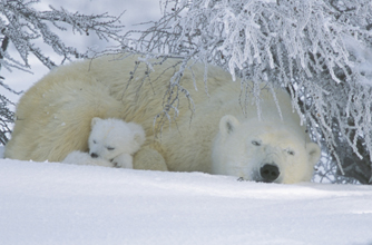 Polar bear