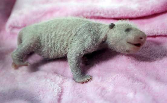 Baby panda, funny animal pic
