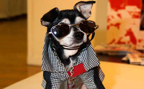 Funny dog