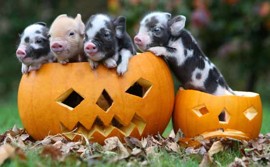 Pork-filled pumpkin