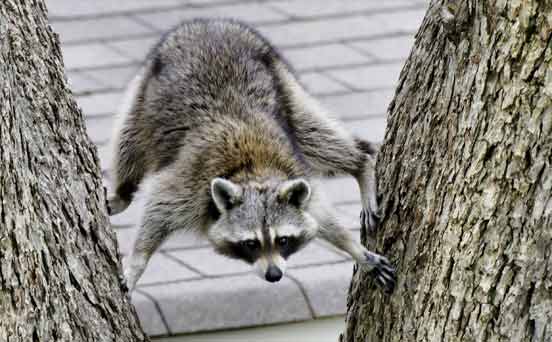 Racoon