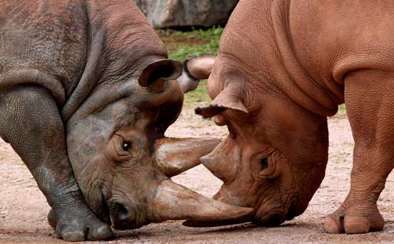 Rhinos, funny animal pic