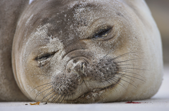 Elephant seal