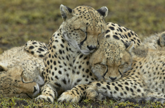 Cheetah