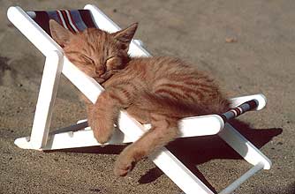 funny animals, funny animal pics, animal pics, cat, sleeping