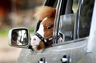 funny animals, funny animal pics, animal pics, horse