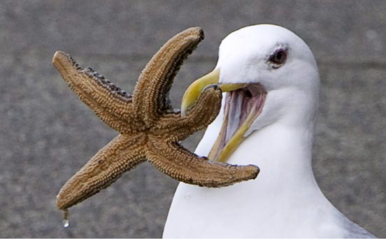 Seagull