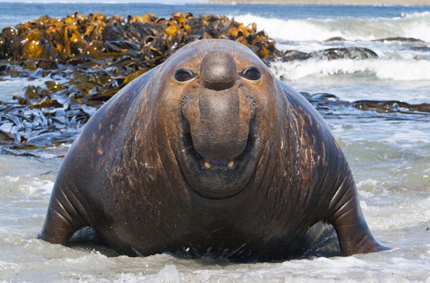 Seal