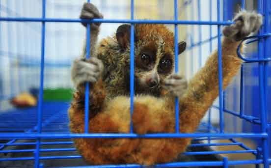 Slow loris