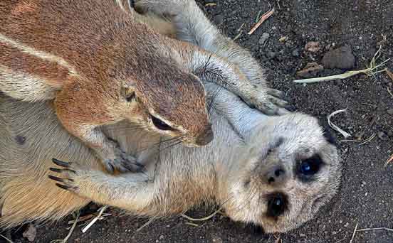 Meerkat cushion