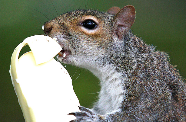Funny animals