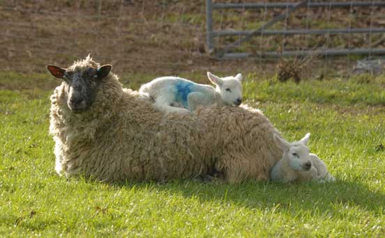 Sunbathing lamb
