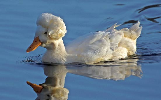 Duck's glamorous hairstyle
