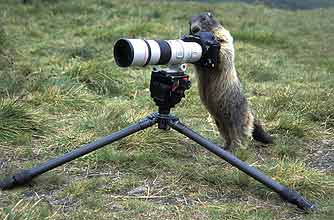 funny animals, funny animal pics, animal pics, meercat, telescope