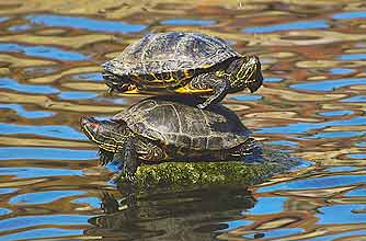 funny animals, funny animal pics, animal pics, turtles