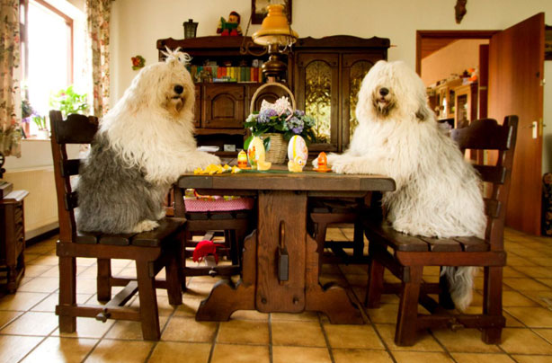 The sheepdogs of Cees Bol