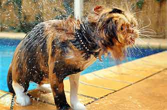 funny animals, funny animal pics, animal pics, cat, wet cat, water,
