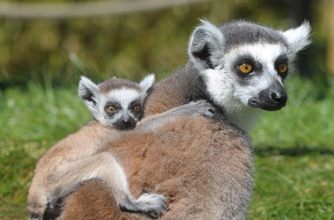 Funny animal