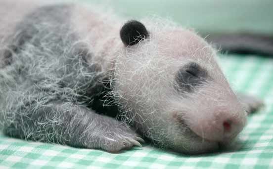 Baby panda