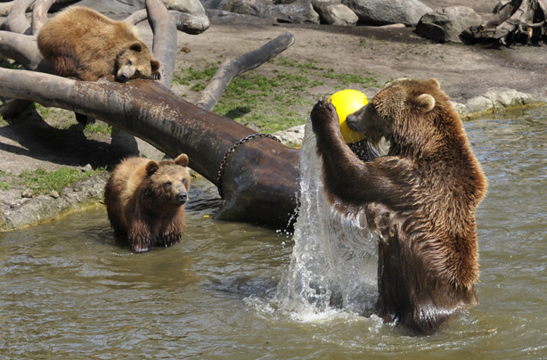 Bears having a ball