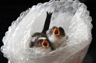 Birds