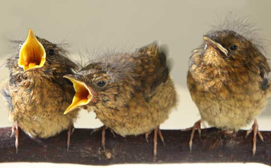 Baby robins