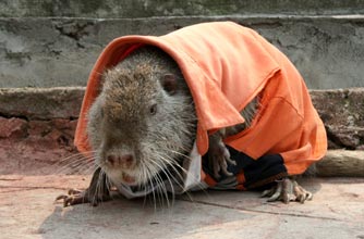 Coypu, funny animal picture, animal picture, funny, animal,